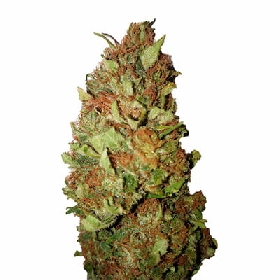 Sour Tsunami CBD+ > CBD+ Buds
